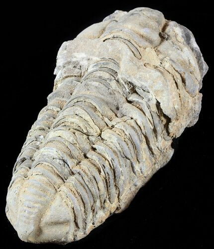 Calymene Trilobite From Morocco - Large Size #49656